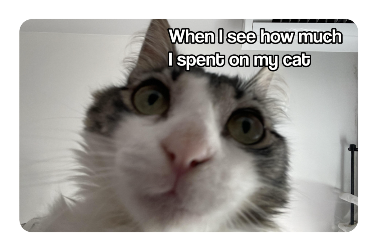 Spent On My Cat