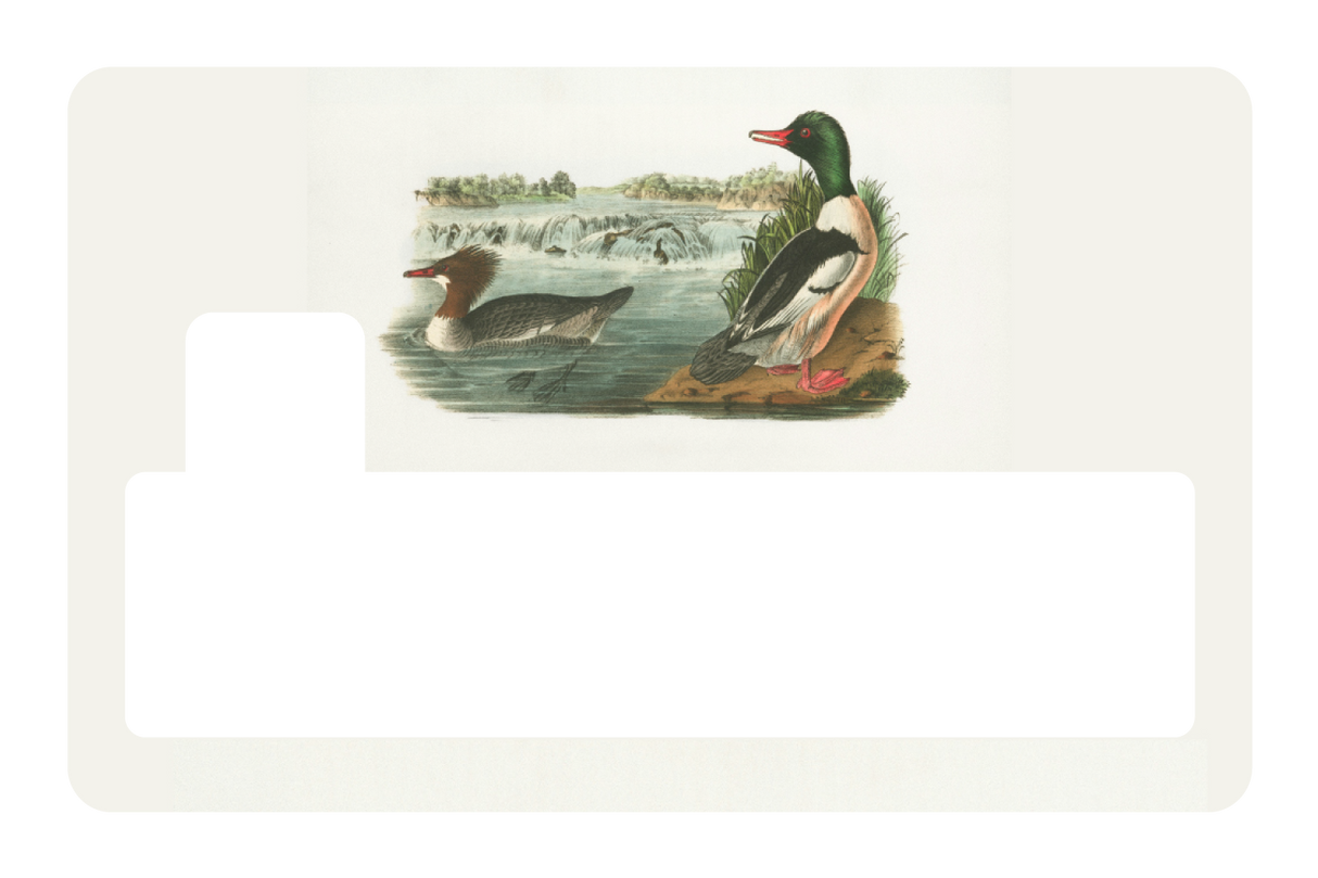 Ducks In A Pond