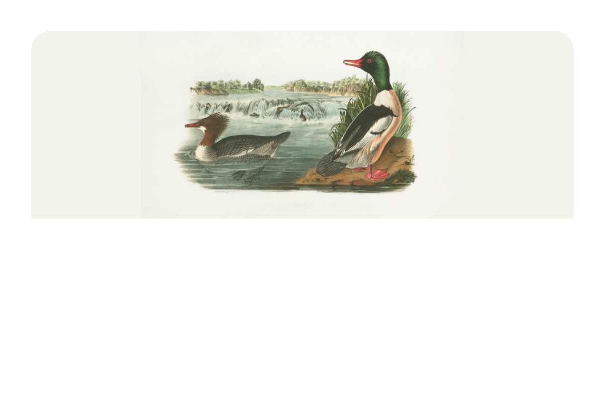Ducks In A Pond