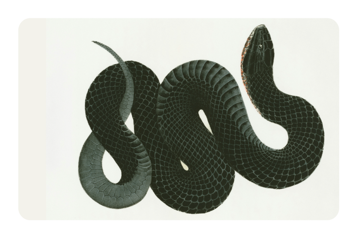Black Racer