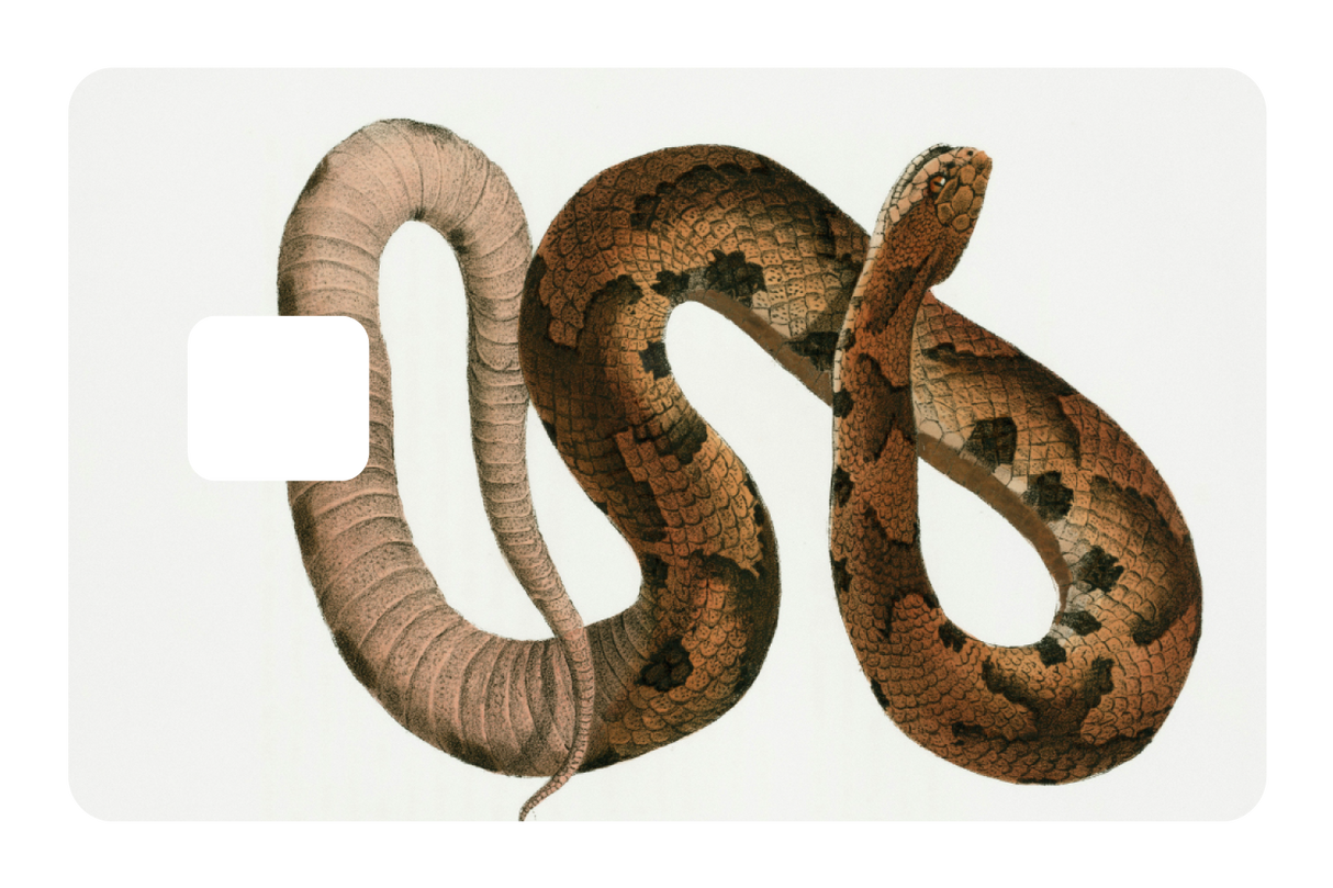Hognose Snake