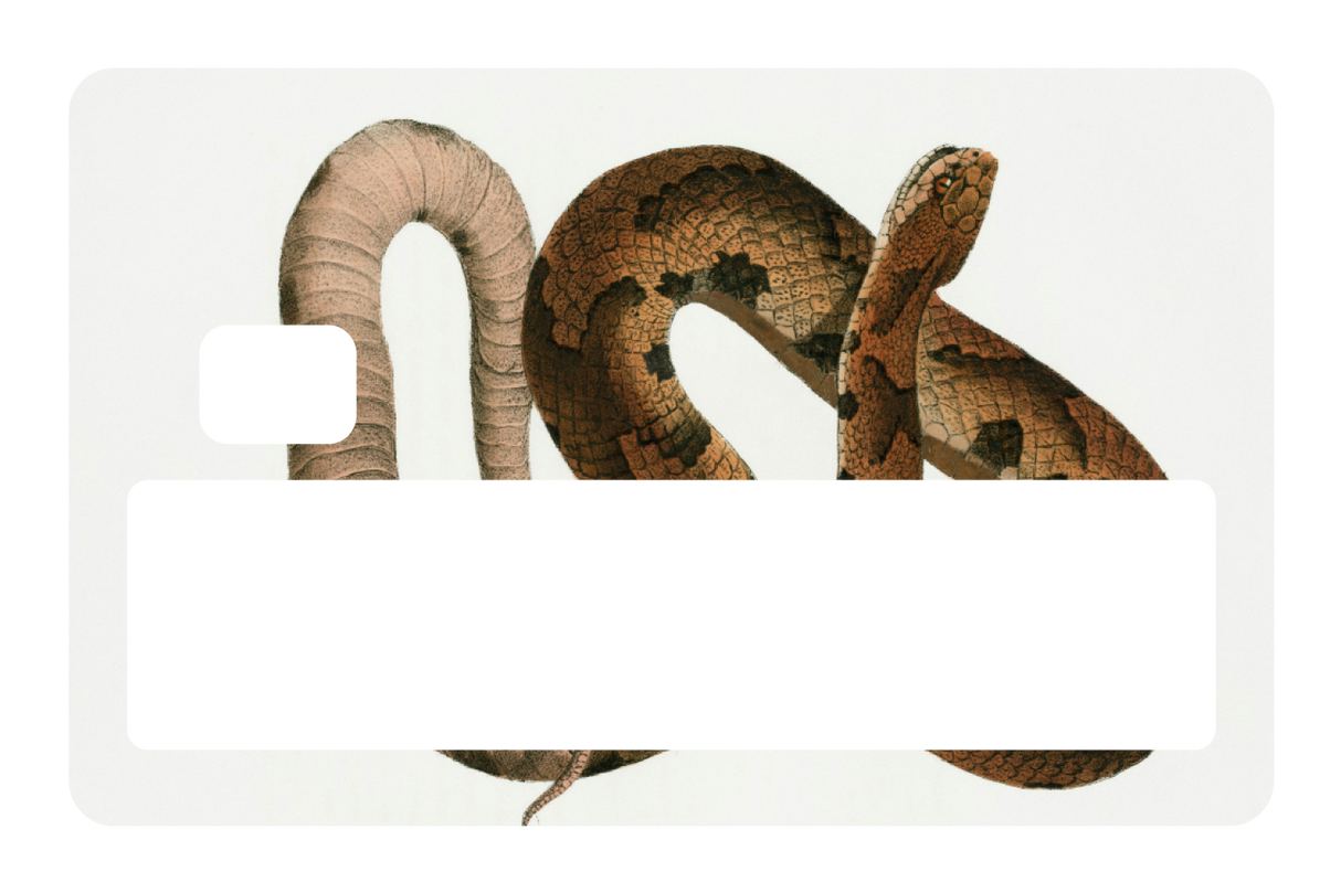 Hognose Snake