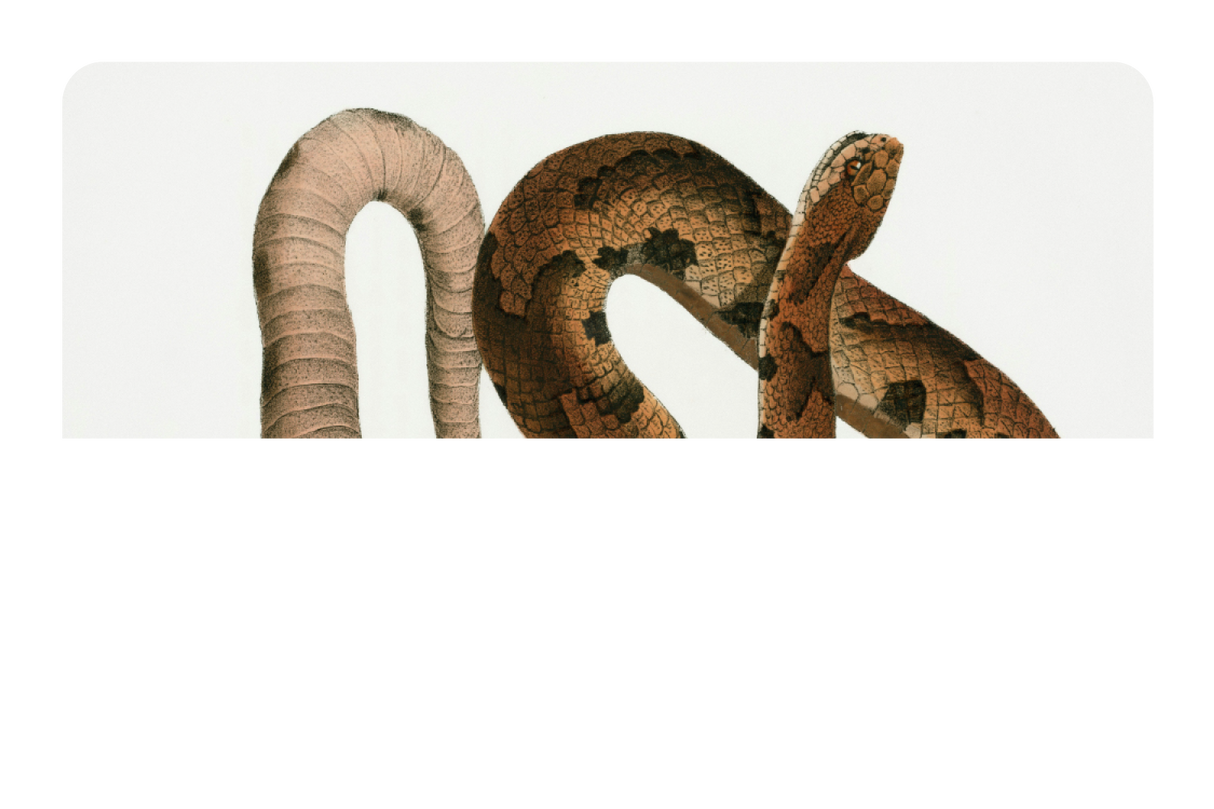 Hognose Snake