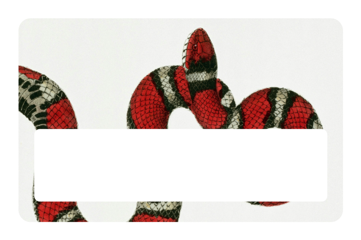Milk Snake