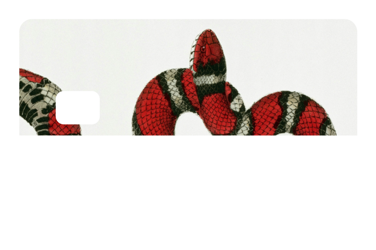 Milk Snake