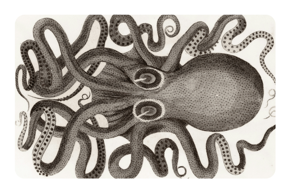 Octo