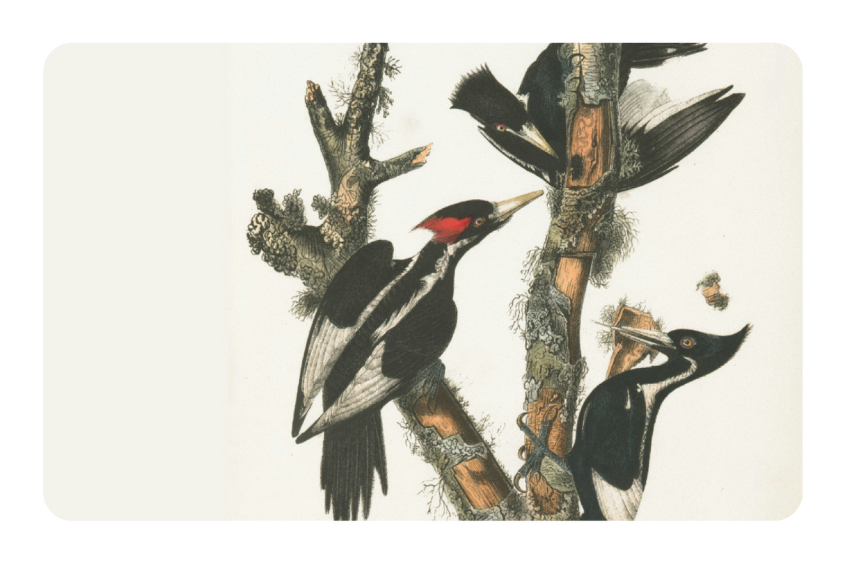 Wood Peckers