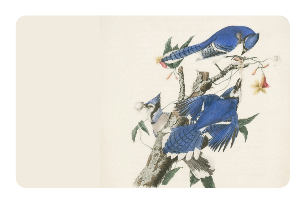 Blue Jays