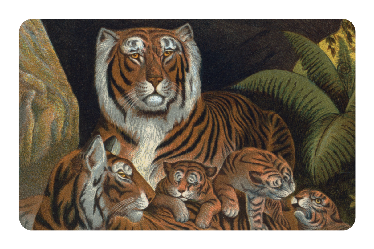Tiger Family