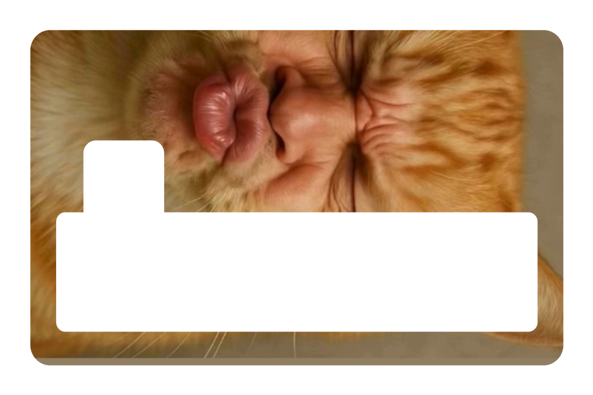 Kissy Cat