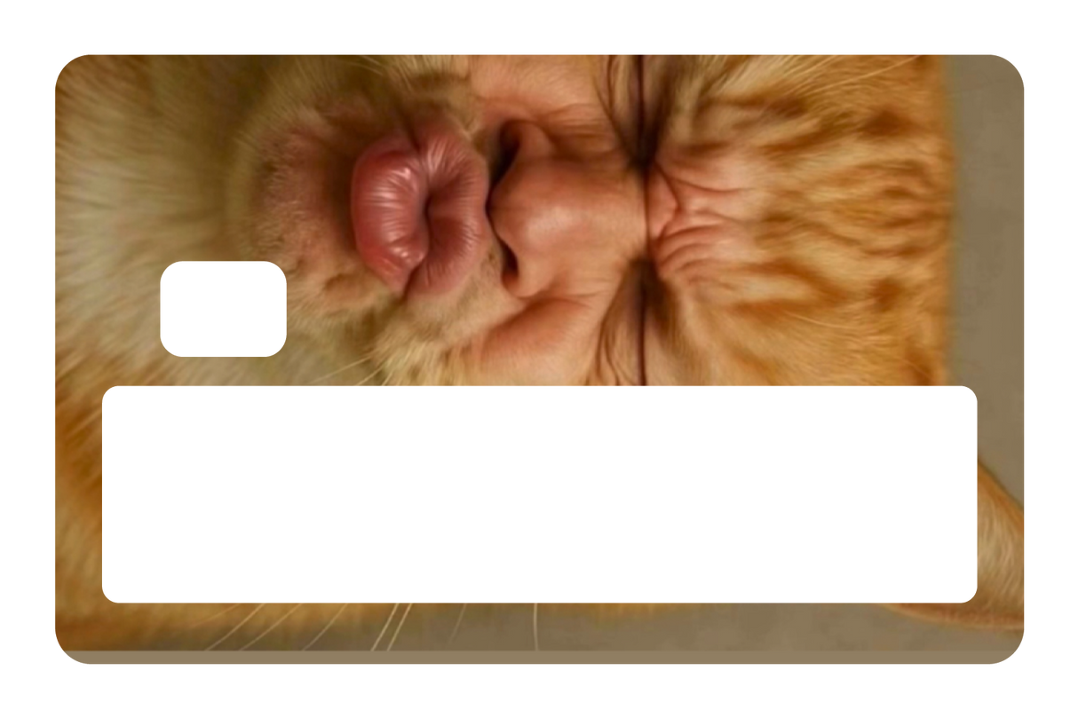 Kissy Cat
