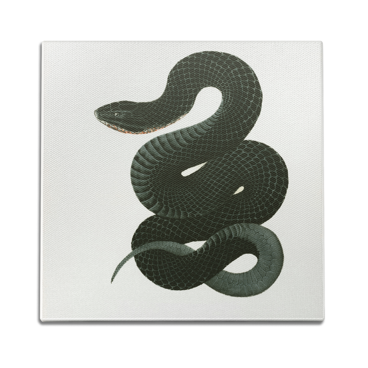 Black Racer Wall Art