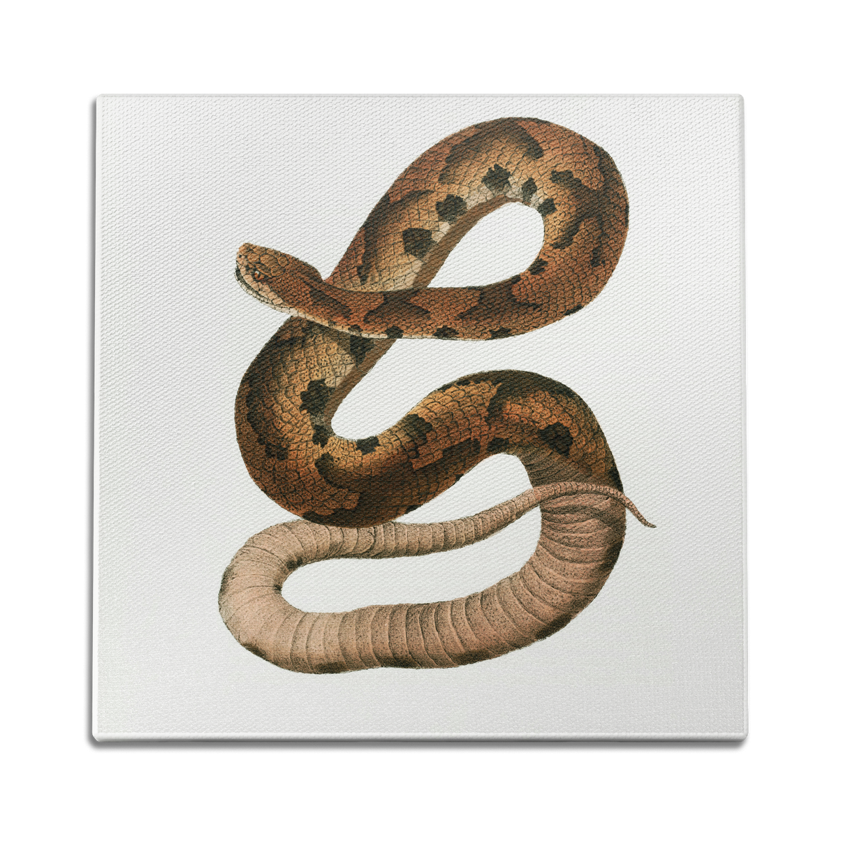 Hognose Snake Wall Art
