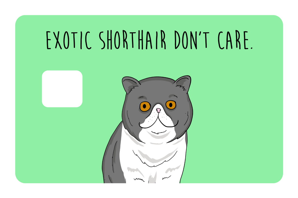 Exotic Shorthair don't care