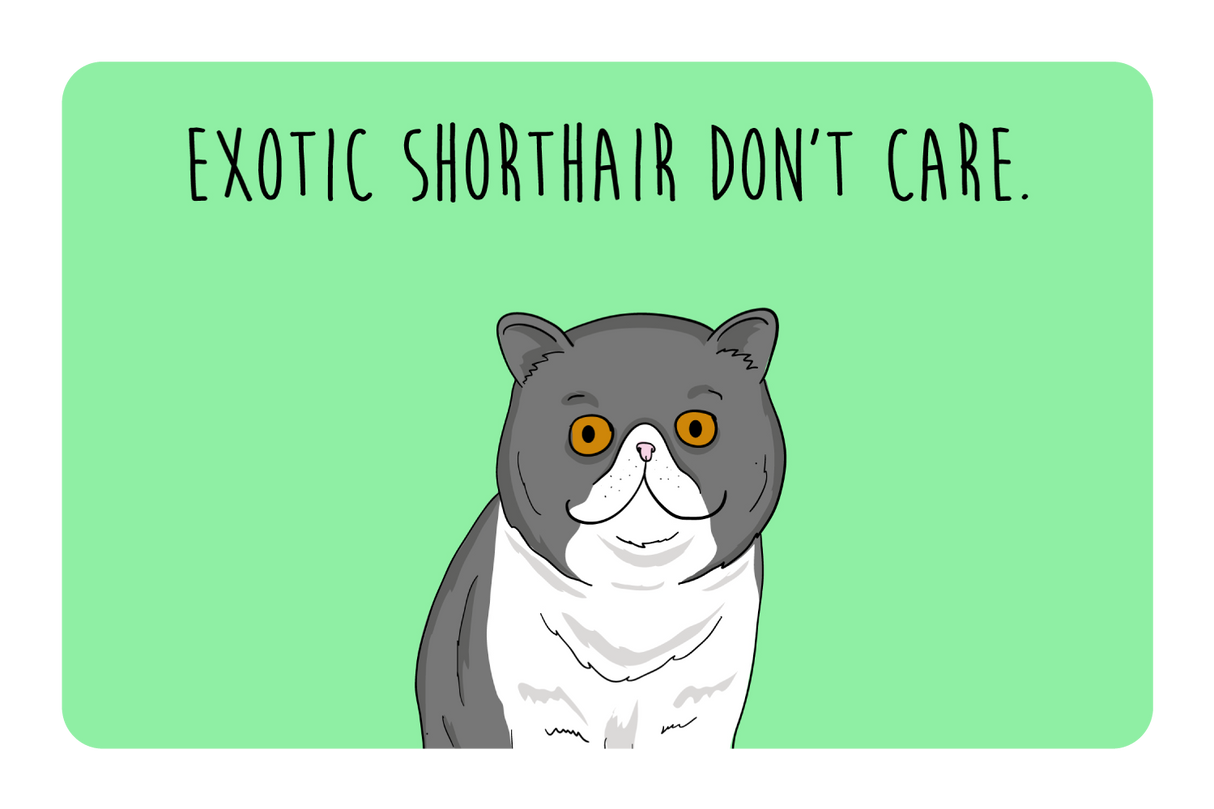 Exotic Shorthair don't care