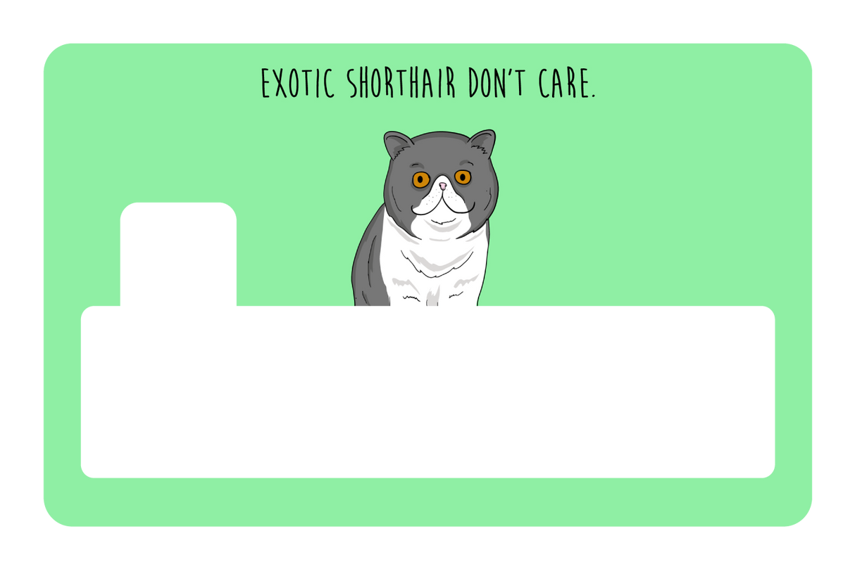 Exotic Shorthair don't care