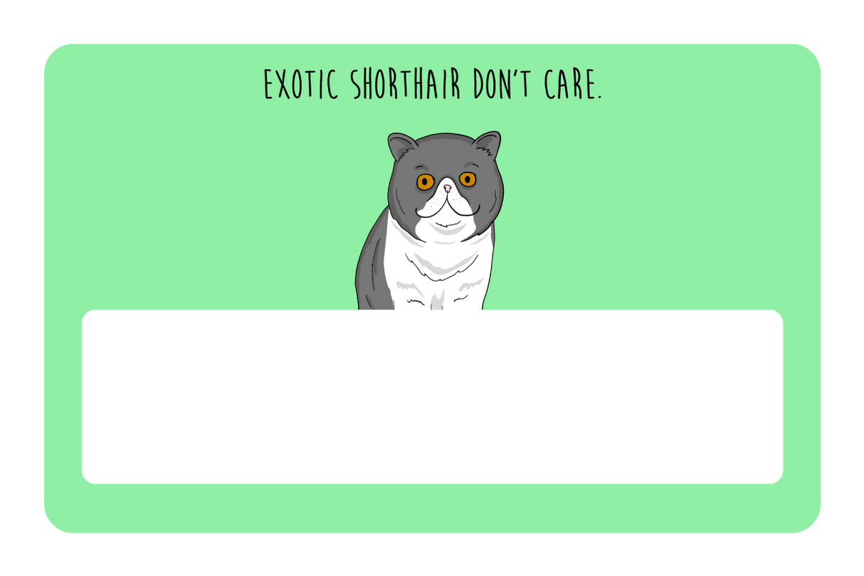 Exotic Shorthair don't care