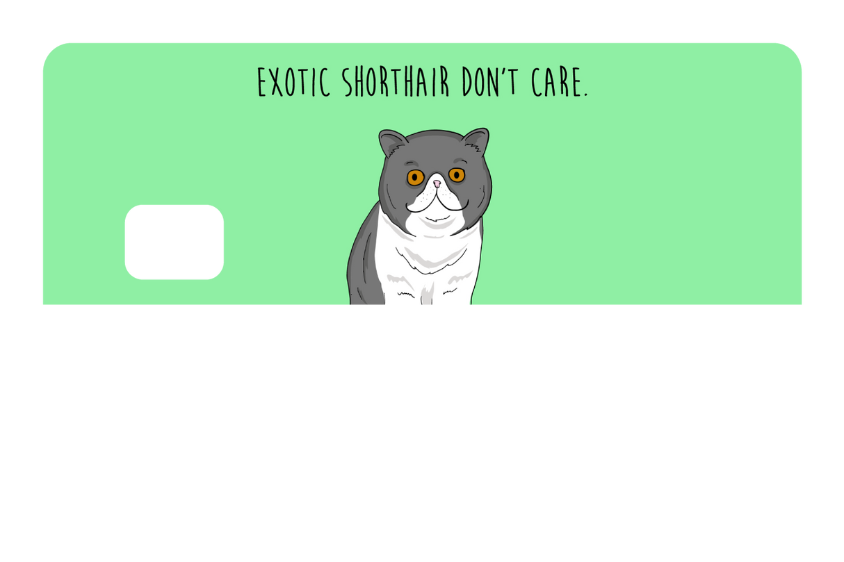 Exotic Shorthair don't care