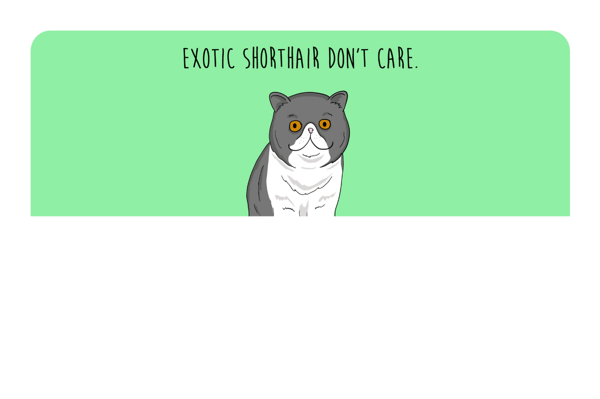 Exotic Shorthair don't care
