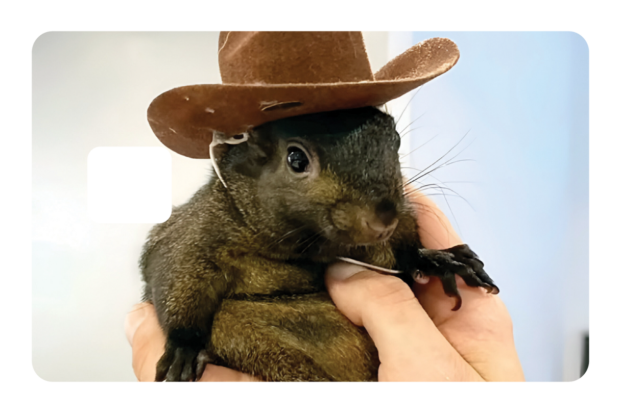 Orphaned Squirrel