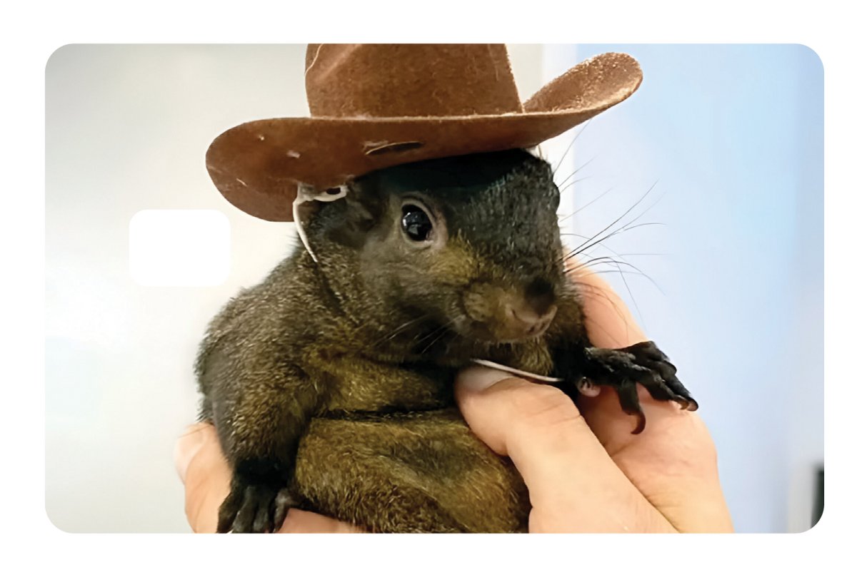 Orphaned Squirrel