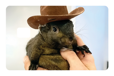 Orphaned Squirrel