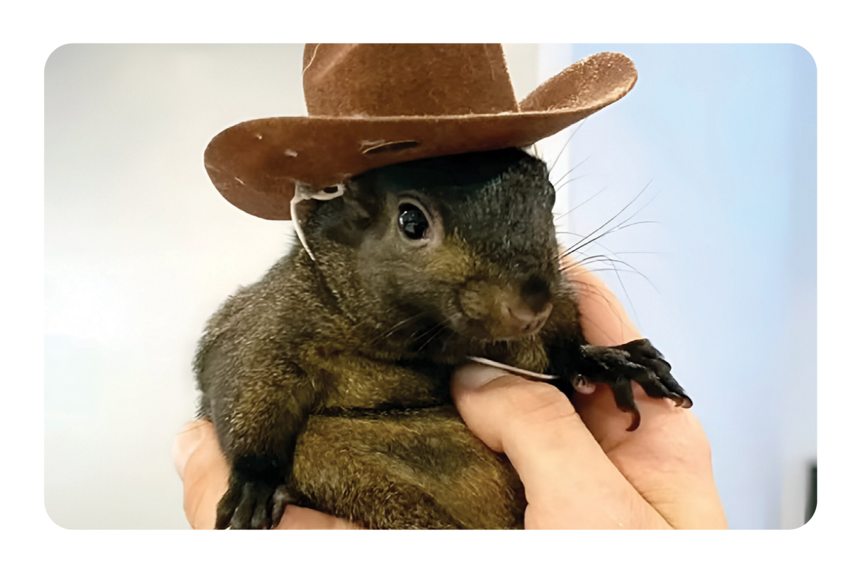 Orphaned Squirrel