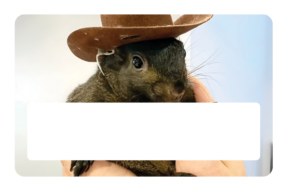 Orphaned Squirrel