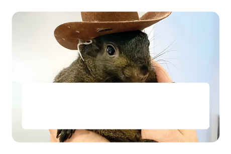 Orphaned Squirrel