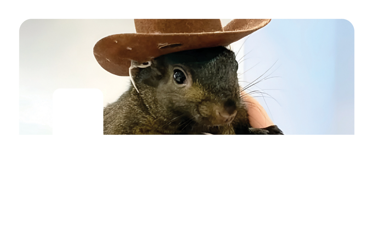 Orphaned Squirrel