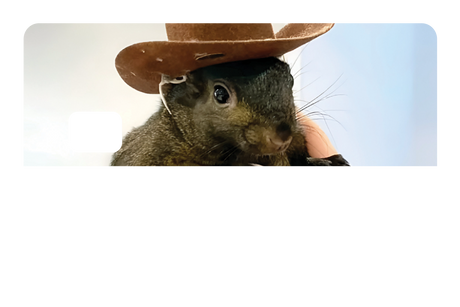 Orphaned Squirrel