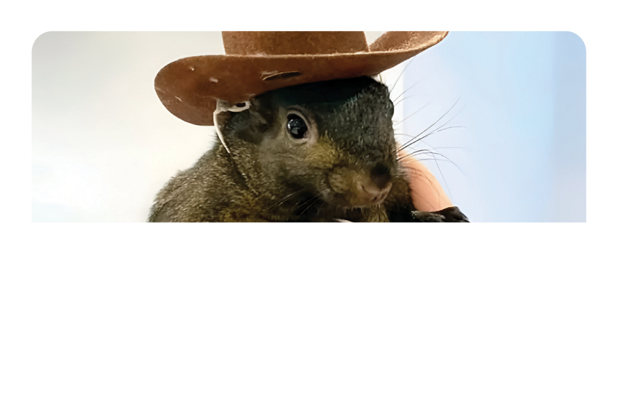 Orphaned Squirrel