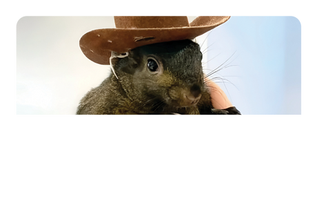 Orphaned Squirrel