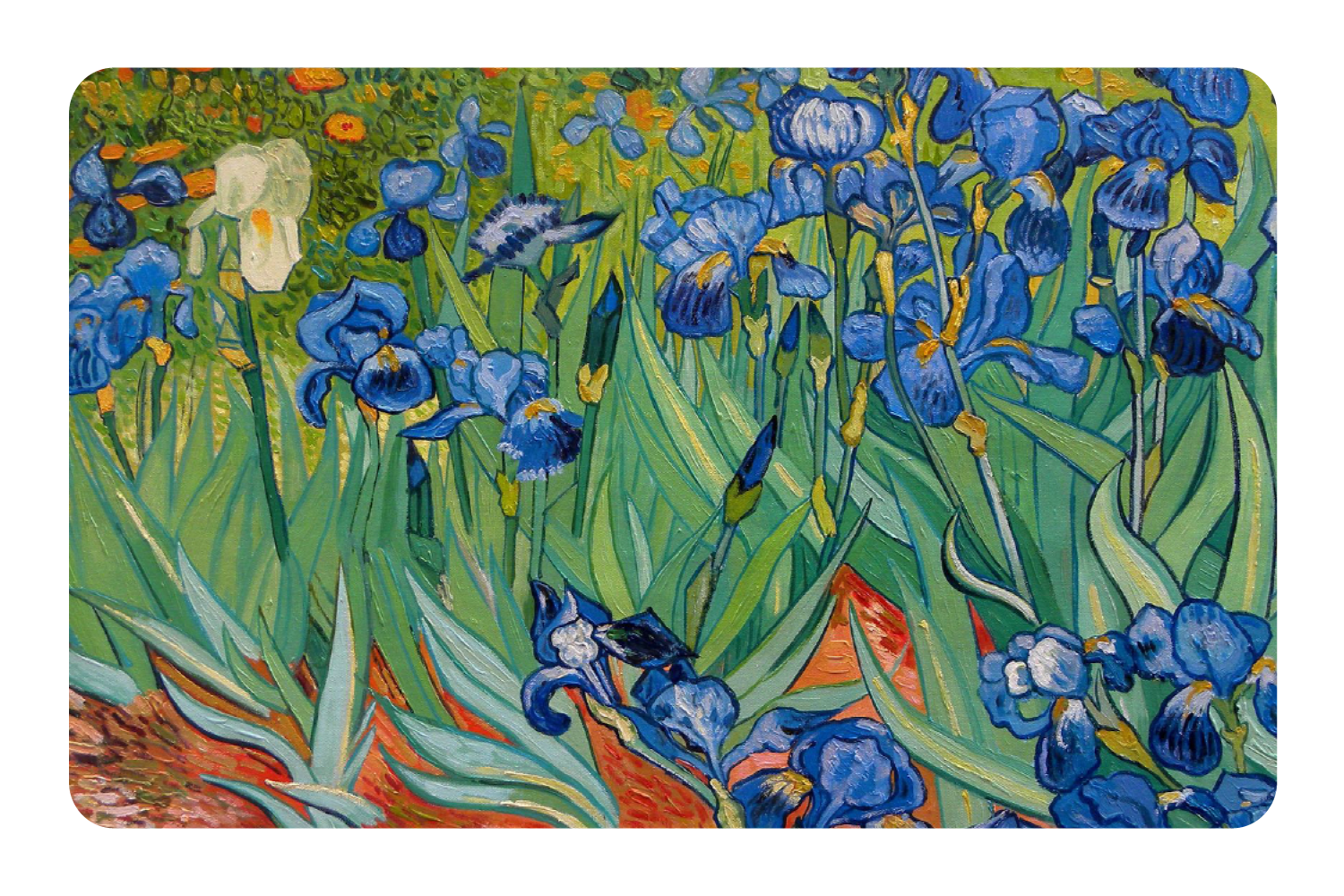Irises