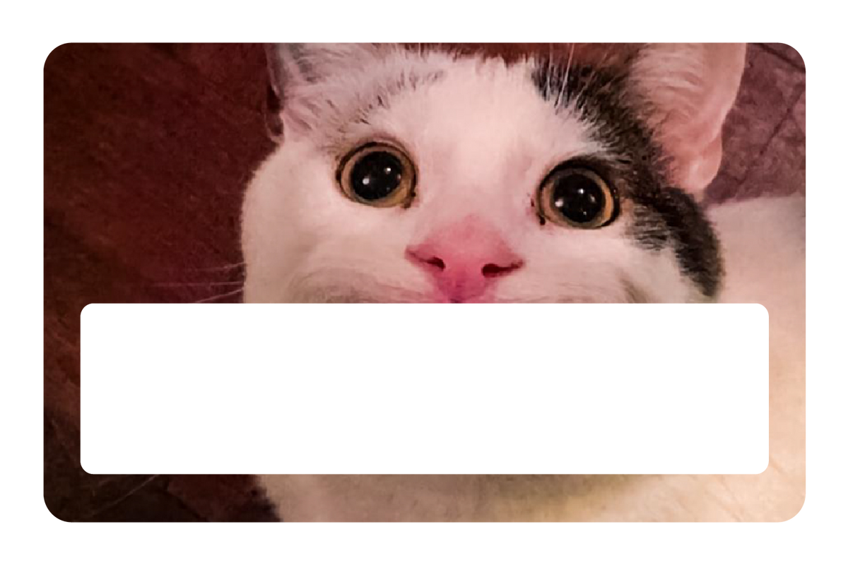 Beluga Cat