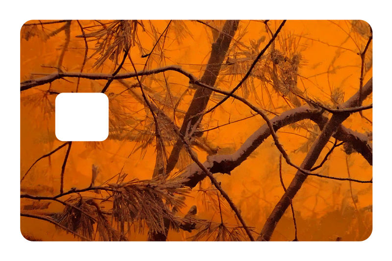 Orange Forest