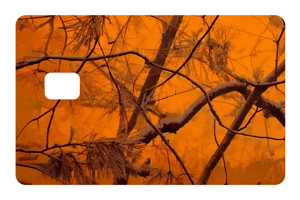 Orange Forest