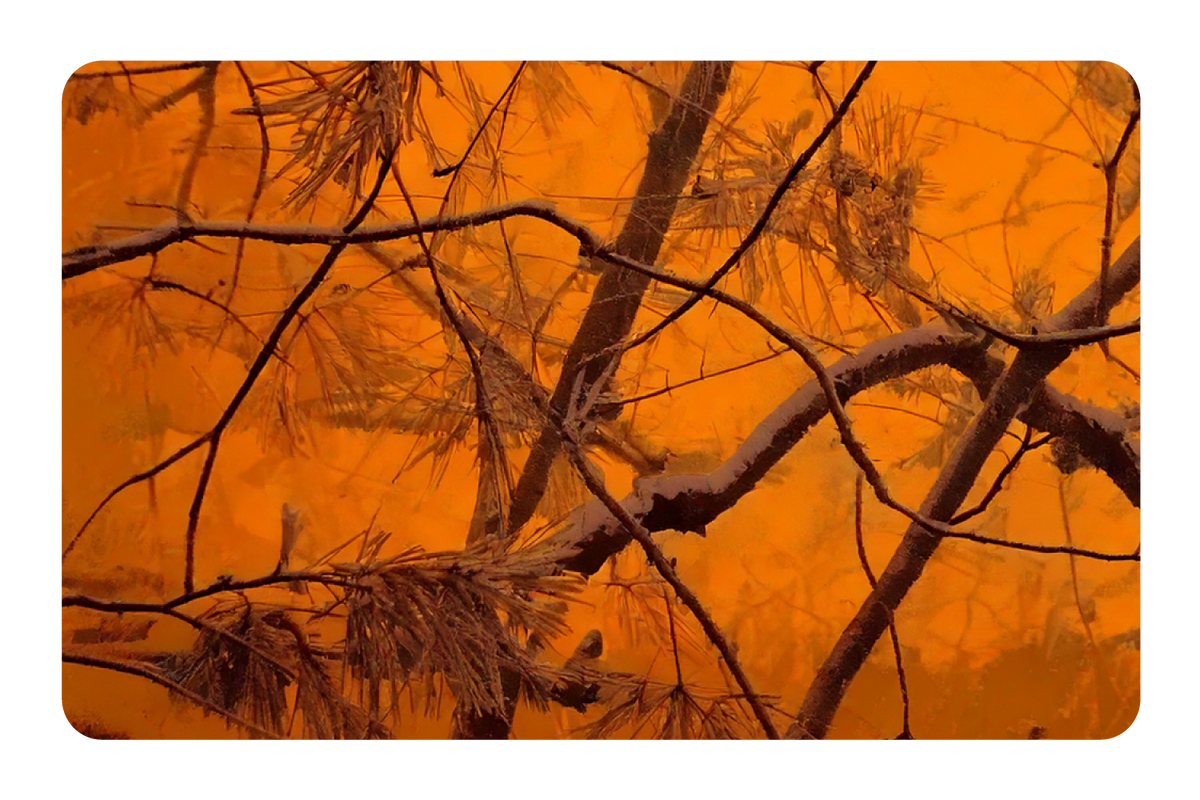 Orange Forest