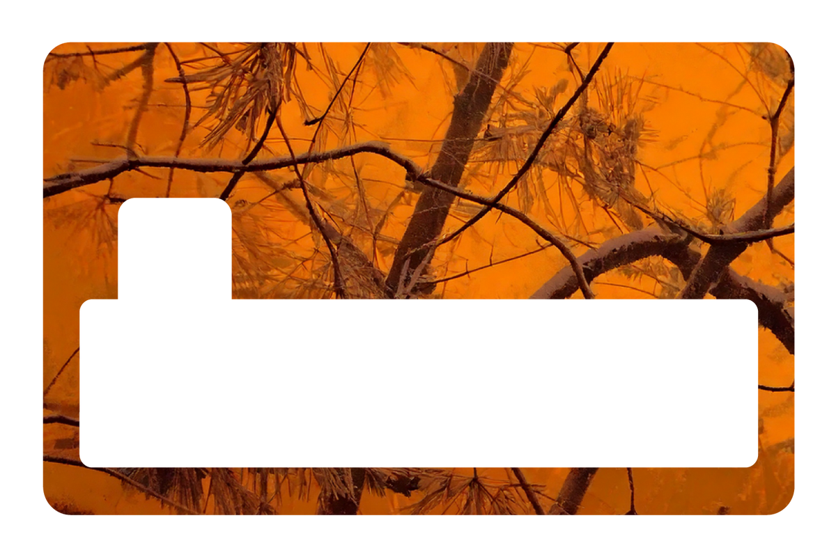 Orange Forest