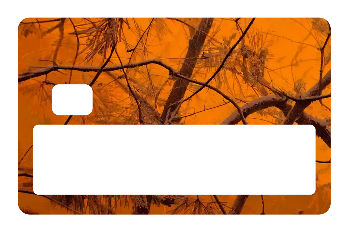 Orange Forest
