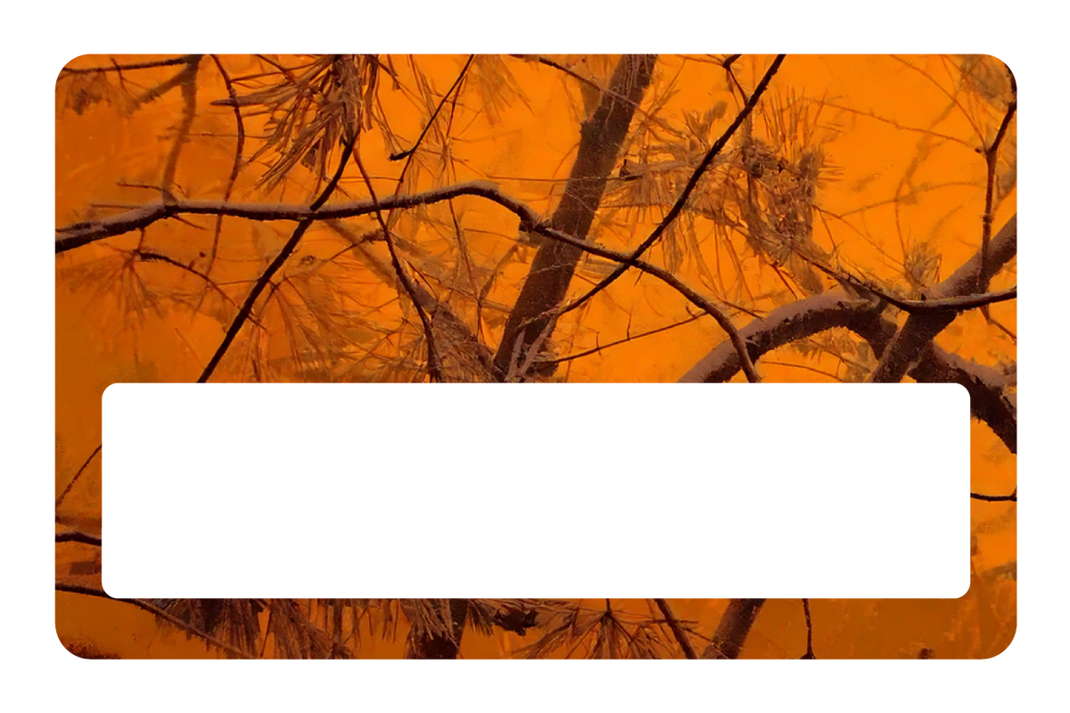 Orange Forest