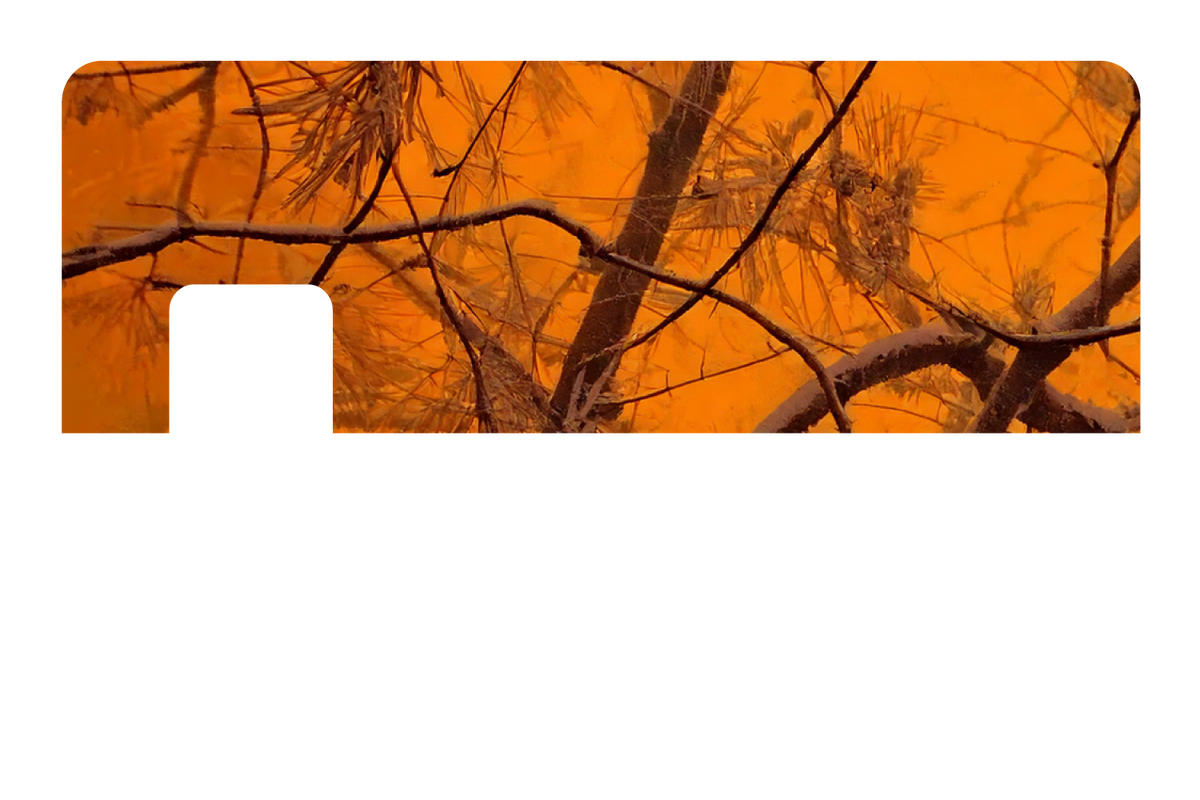 Orange Forest