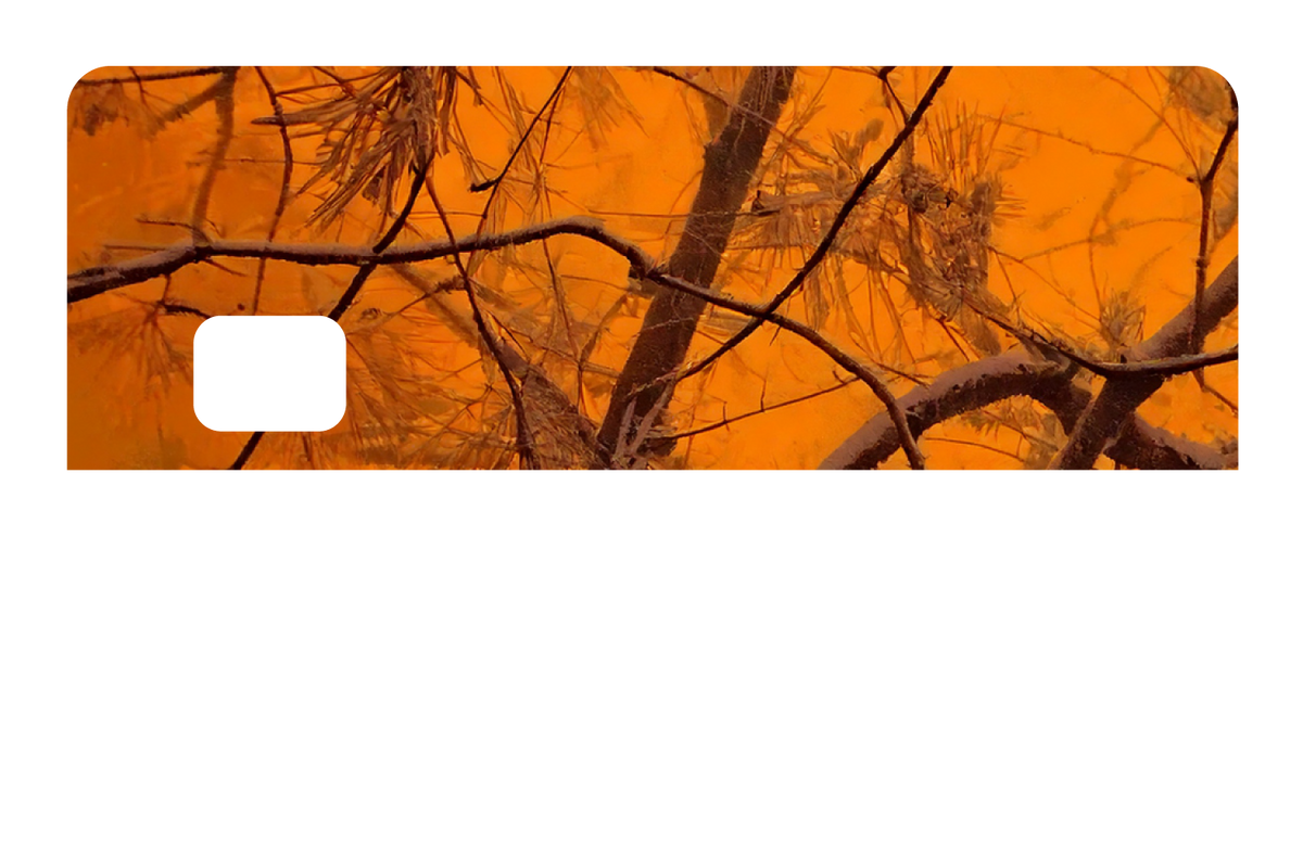 Orange Forest
