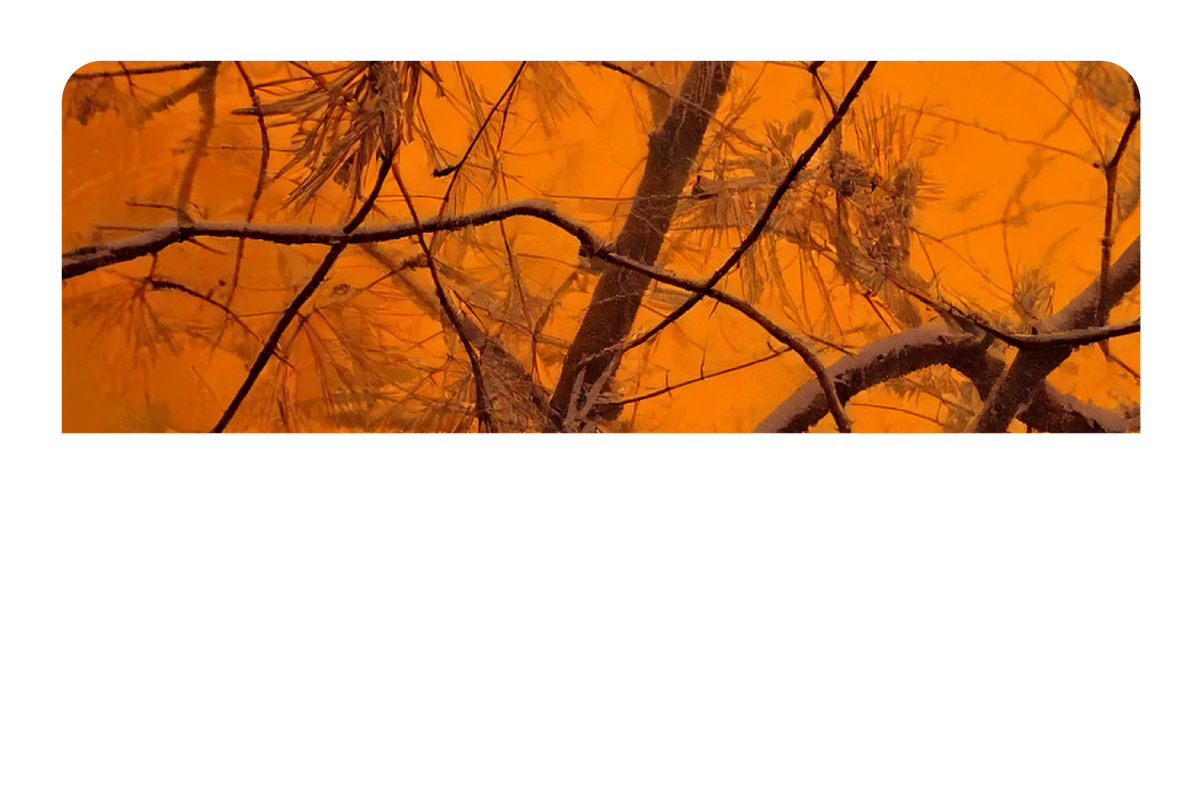 Orange Forest