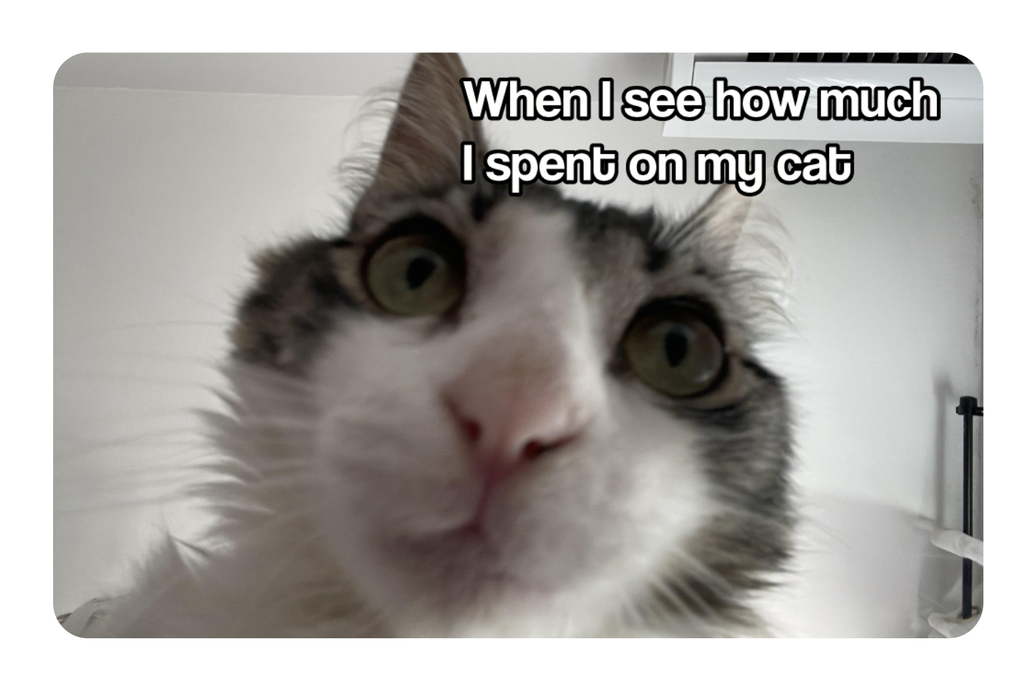 Spent On My Cat