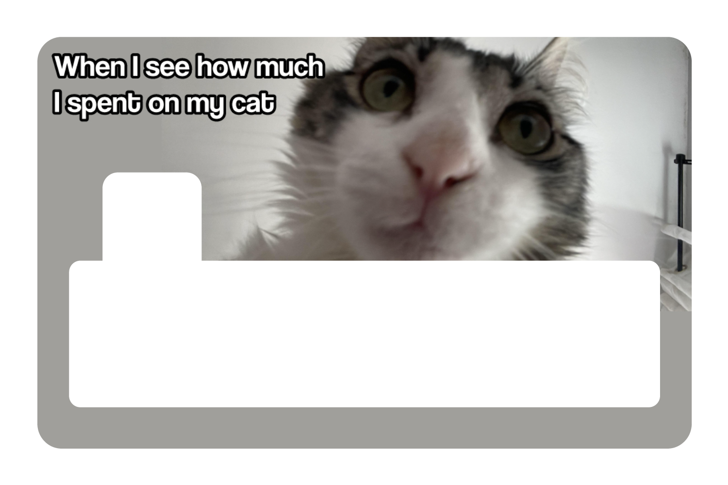 Spent On My Cat