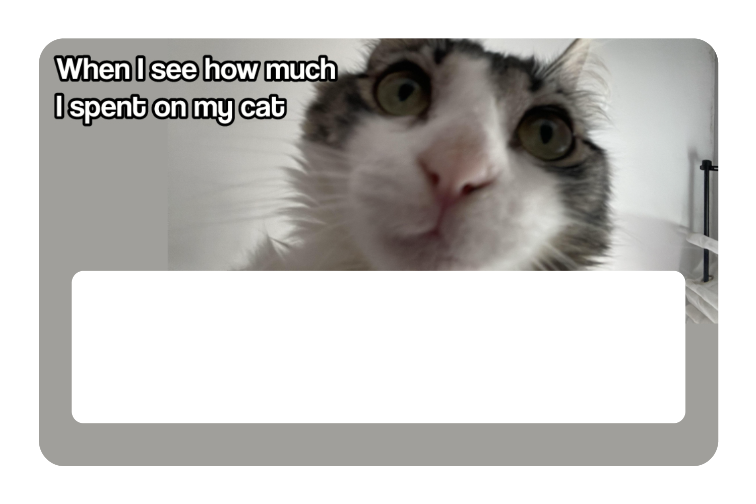 Spent On My Cat