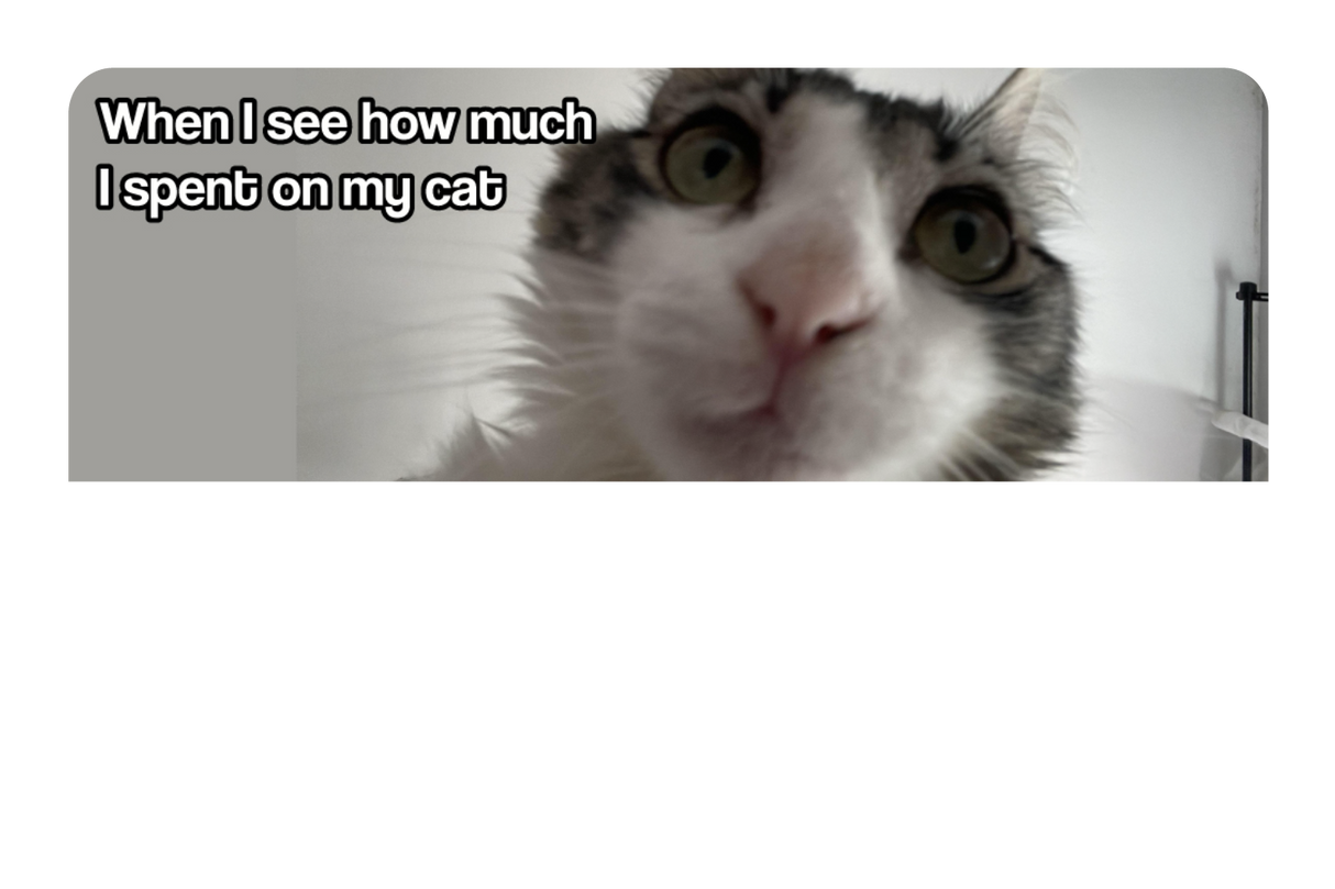 Spent On My Cat