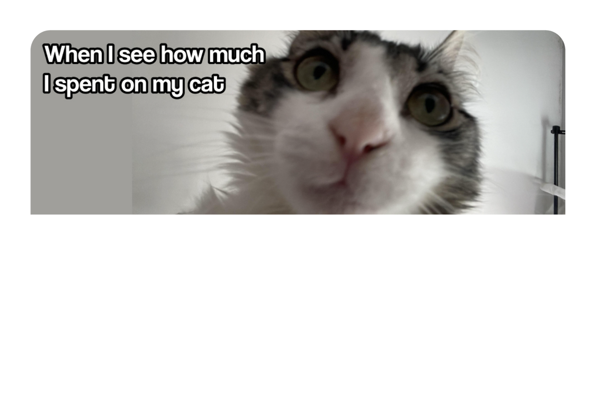 Spent On My Cat