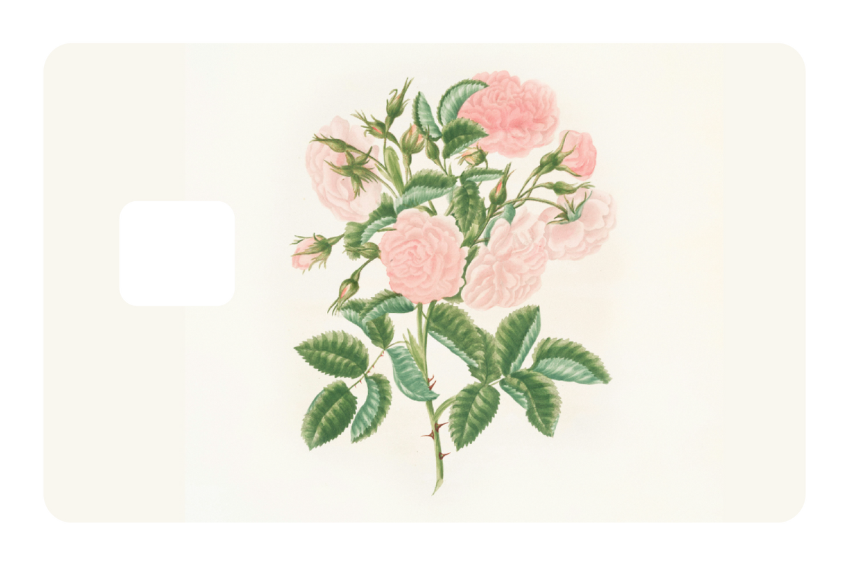 Petals in Pink